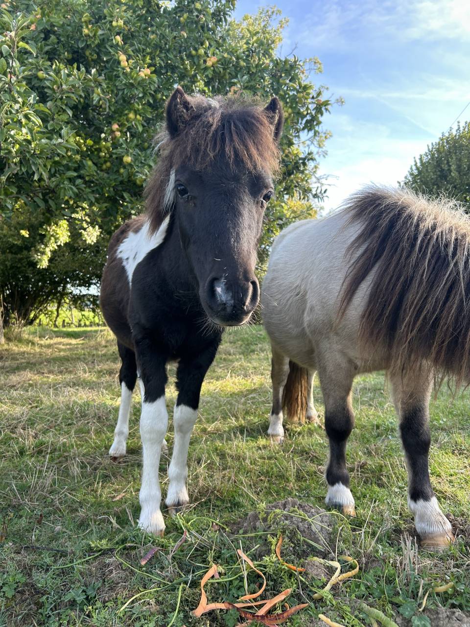 Filly Origin Recorded For sale 2025 Tobiano