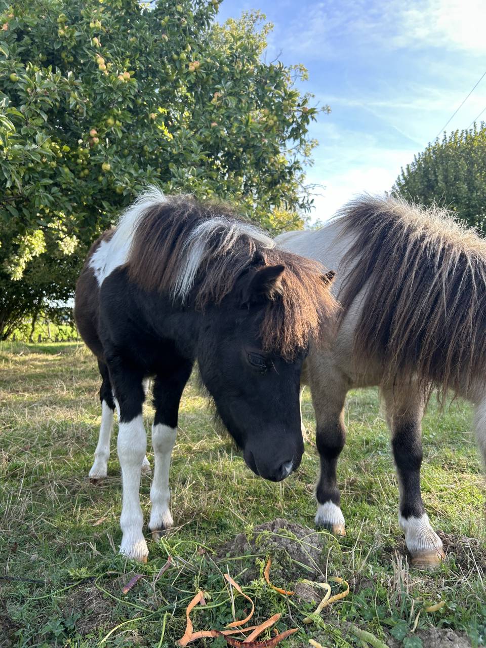 Filly Origin Recorded For sale 2025 Tobiano