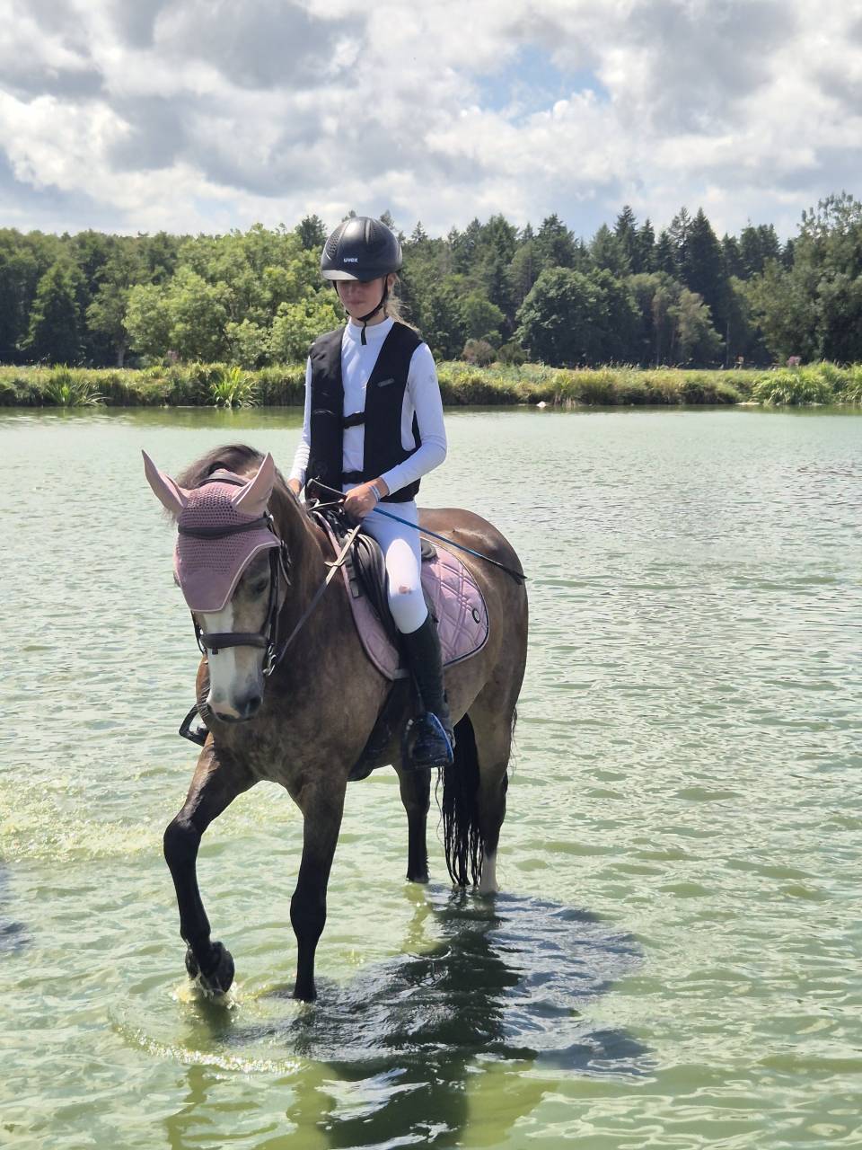 Gelding Connemara For sale 2018 Buckskin