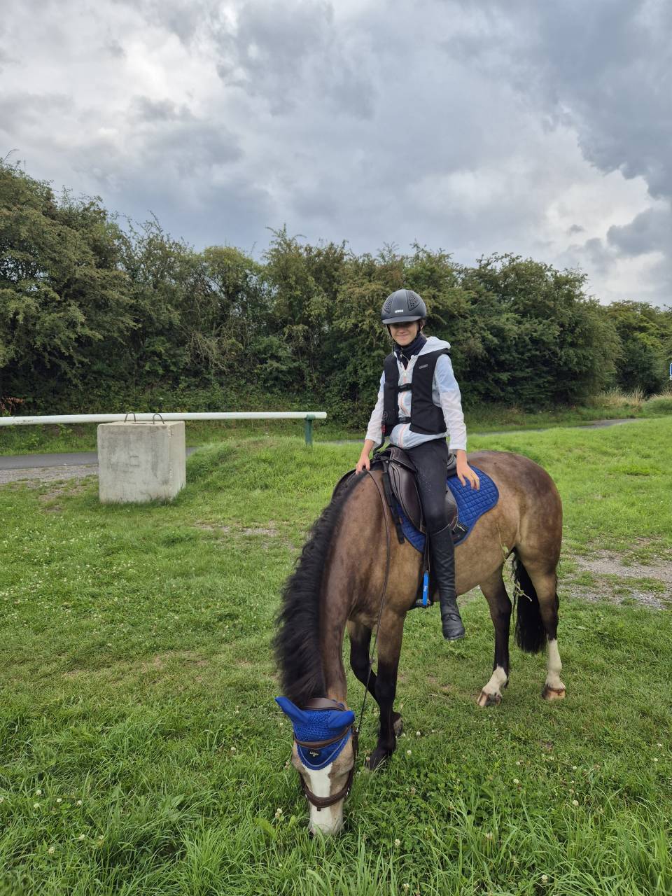 Gelding Connemara For sale 2018 Buckskin