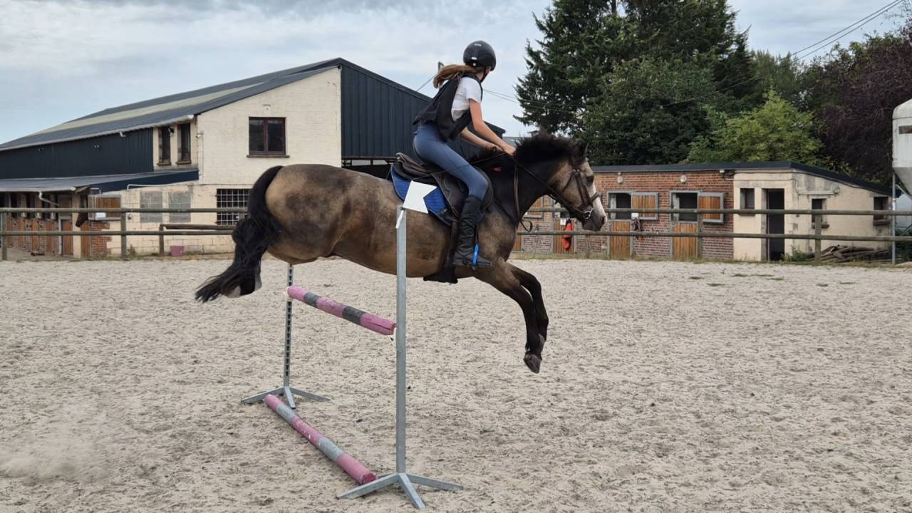 Gelding Connemara For sale 2018 Buckskin