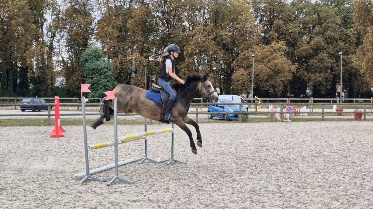 Gelding Connemara For sale 2018 Buckskin