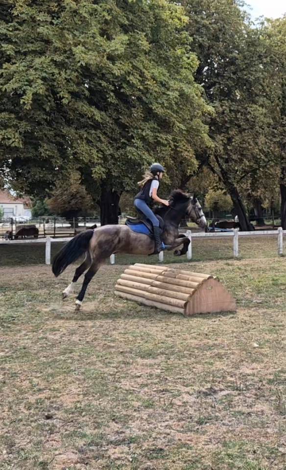 Gelding Connemara For sale 2018 Buckskin