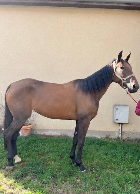 Broodmare French Trotter For sale 2022 Bay