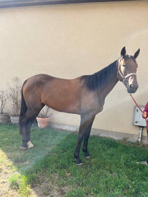 Broodmare French Trotter For sale 2022 Bay