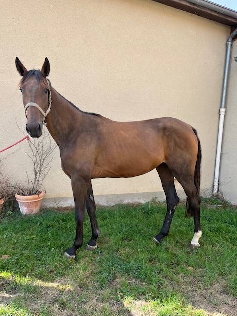 Broodmare French Trotter For sale 2022 Bay
