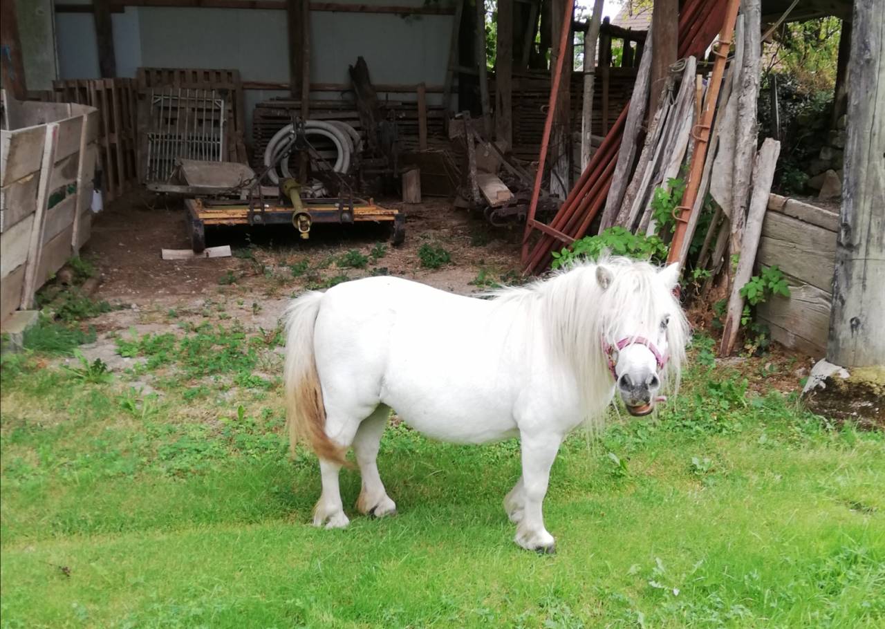 Mare Shetland Pony For sale 2012 Grey