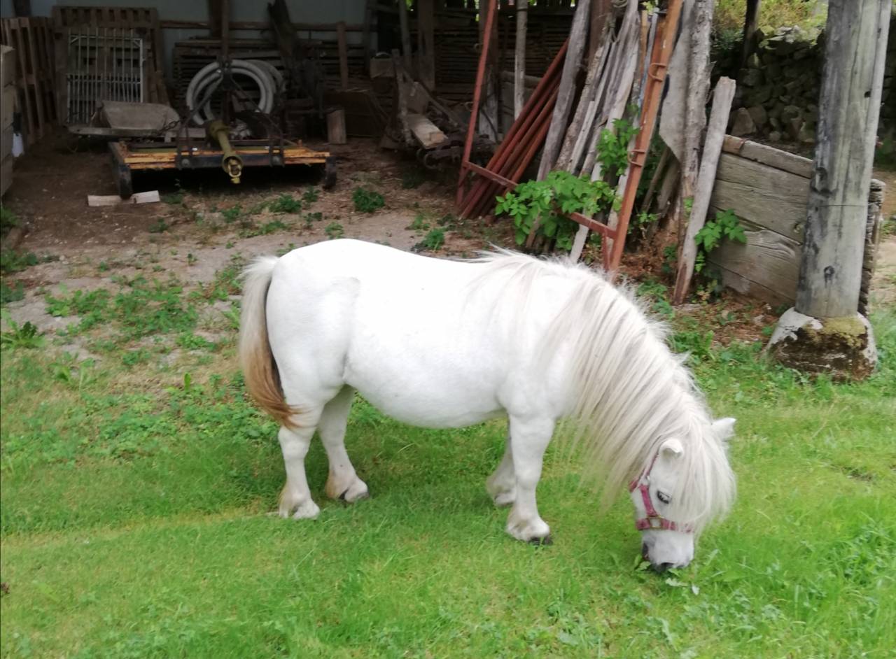 Mare Shetland Pony For sale 2012 Grey