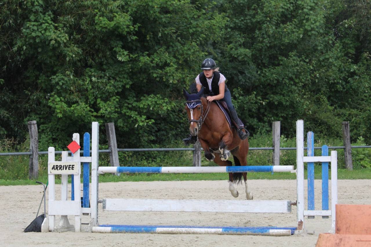 Mare French Saddle Pony For sale 2019 Bay