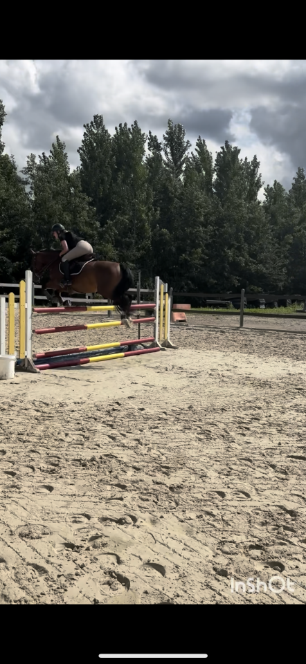 Mare French Saddle Pony For sale 2019 Bay