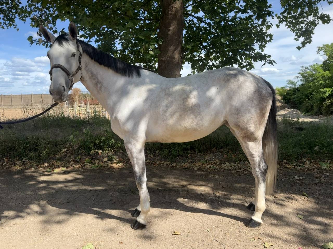 Mare Selle Fran&ccedil;ais For sale 2020 Grey