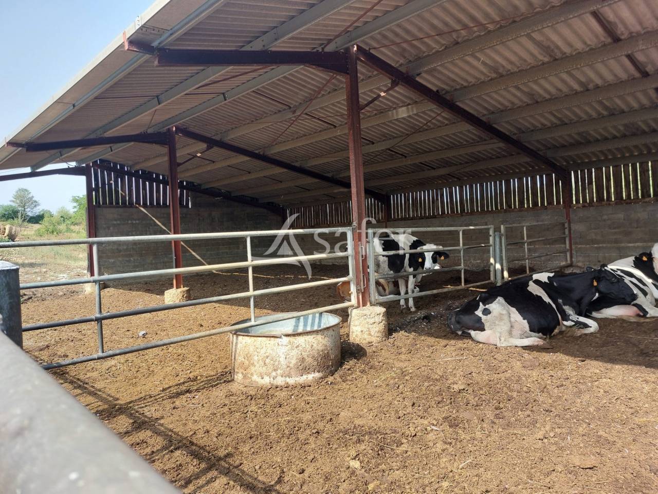 Sheep farm  Dordogne