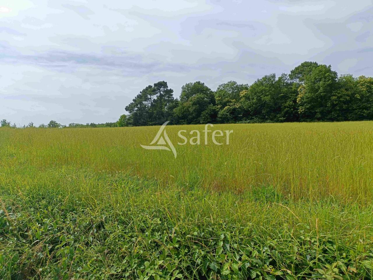 Sheep farm  Dordogne