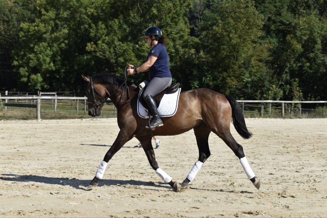 Gelding Swiss Warmblood For sale 2021 Bay