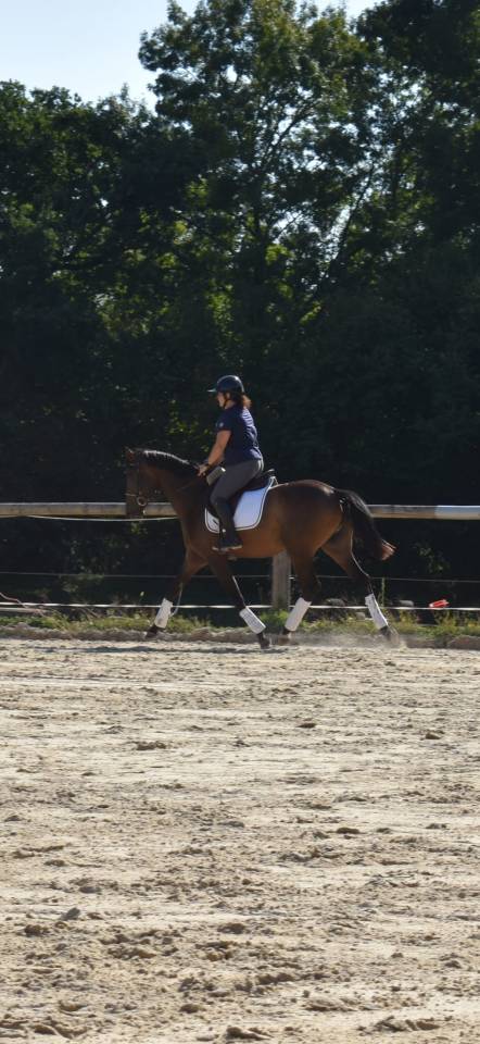 Gelding Swiss Warmblood For sale 2021 Bay