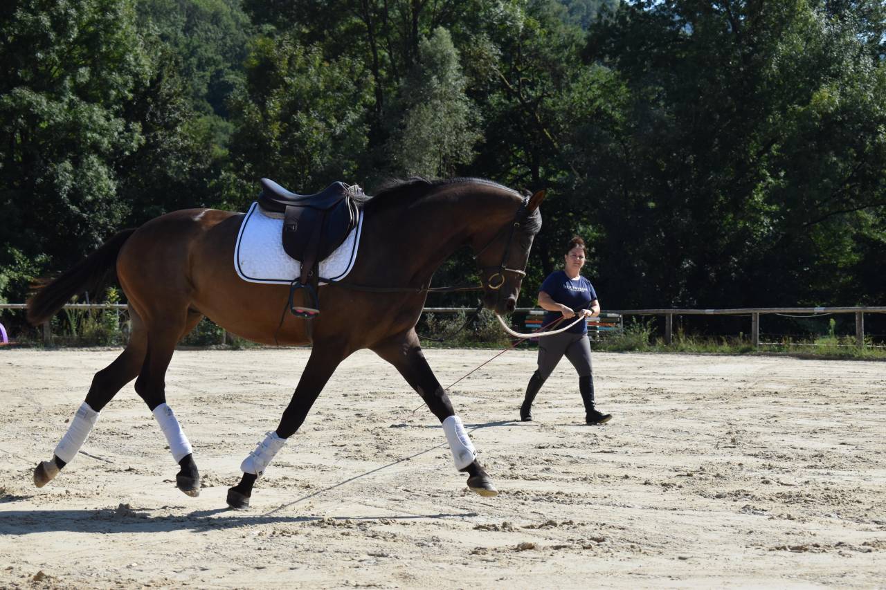 Gelding Swiss Warmblood For sale 2021 Bay