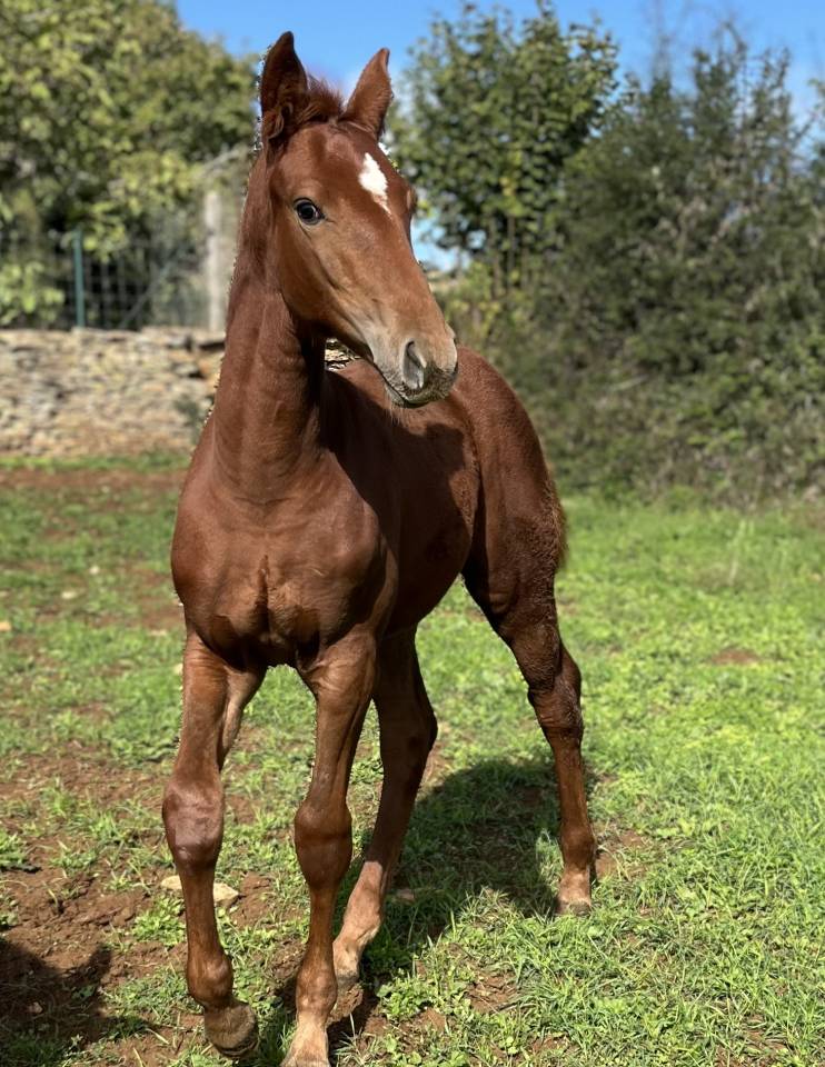 Filly Selle Français For sale 2025 Chesnut