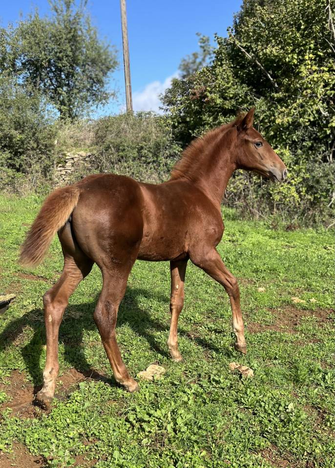 Filly Selle Français For sale 2025 Chesnut
