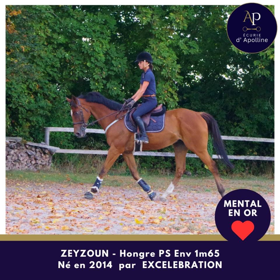 Gelding Thoroughbred For sale 2014 Bay