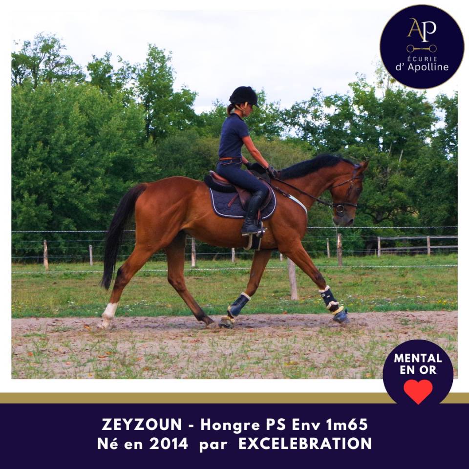 Gelding Thoroughbred For sale 2014 Bay