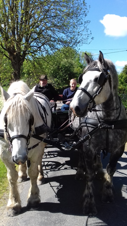 Gelding Percheron For sale 2012 White