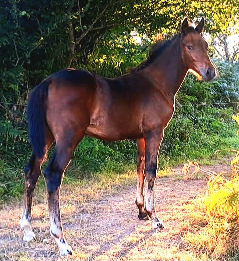 Colt Origin Recorded For sale 2025 Bay