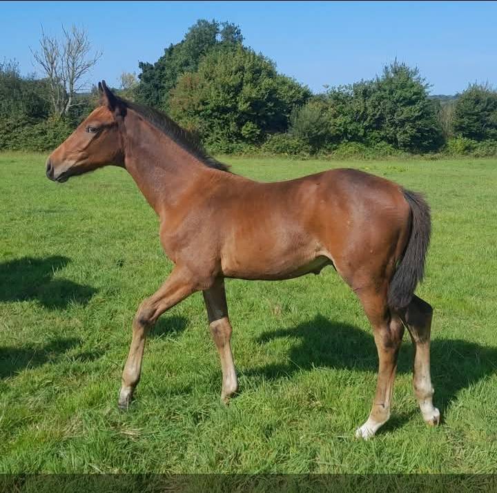 Colt Origin Recorded For sale 2025 Bay