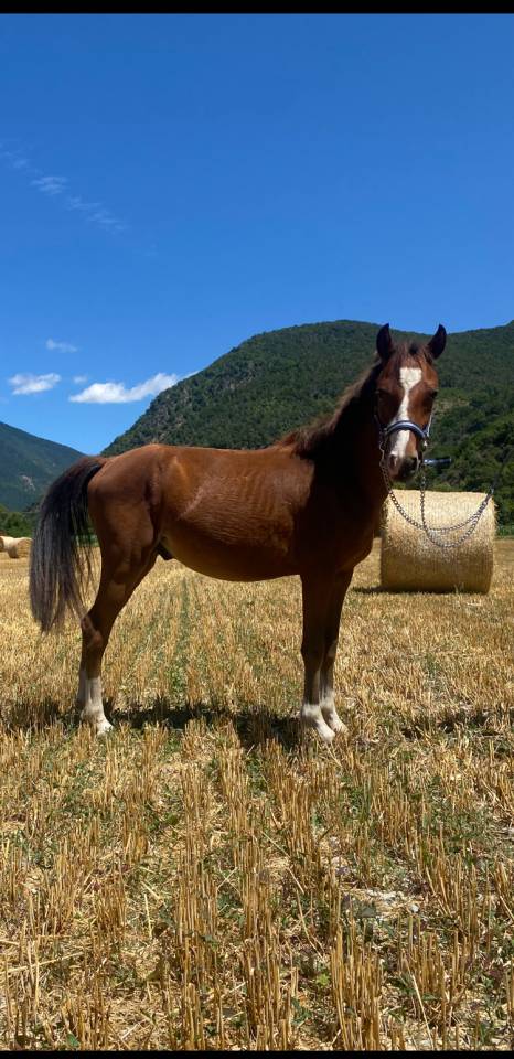 Entire Welsh Part Bred For sale 2023 Bay