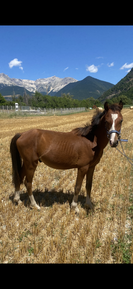 Entire Welsh Part Bred For sale 2023 Bay