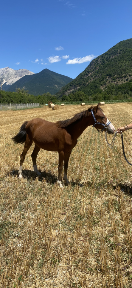 Entire Welsh Part Bred For sale 2023 Bay