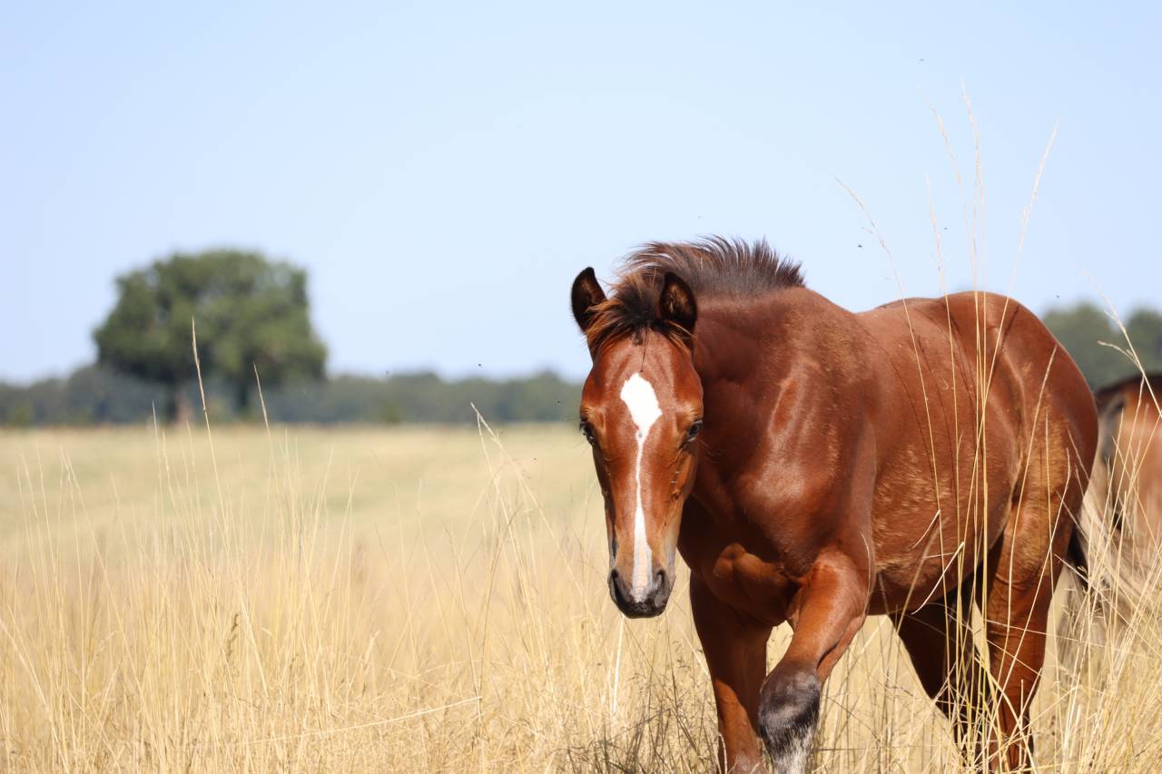 Colt Selle Français For sale 2025 Bay