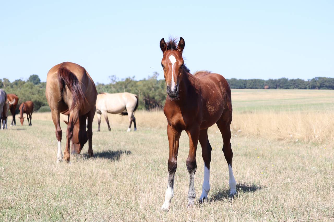 Colt Selle Français For sale 2025 Bay