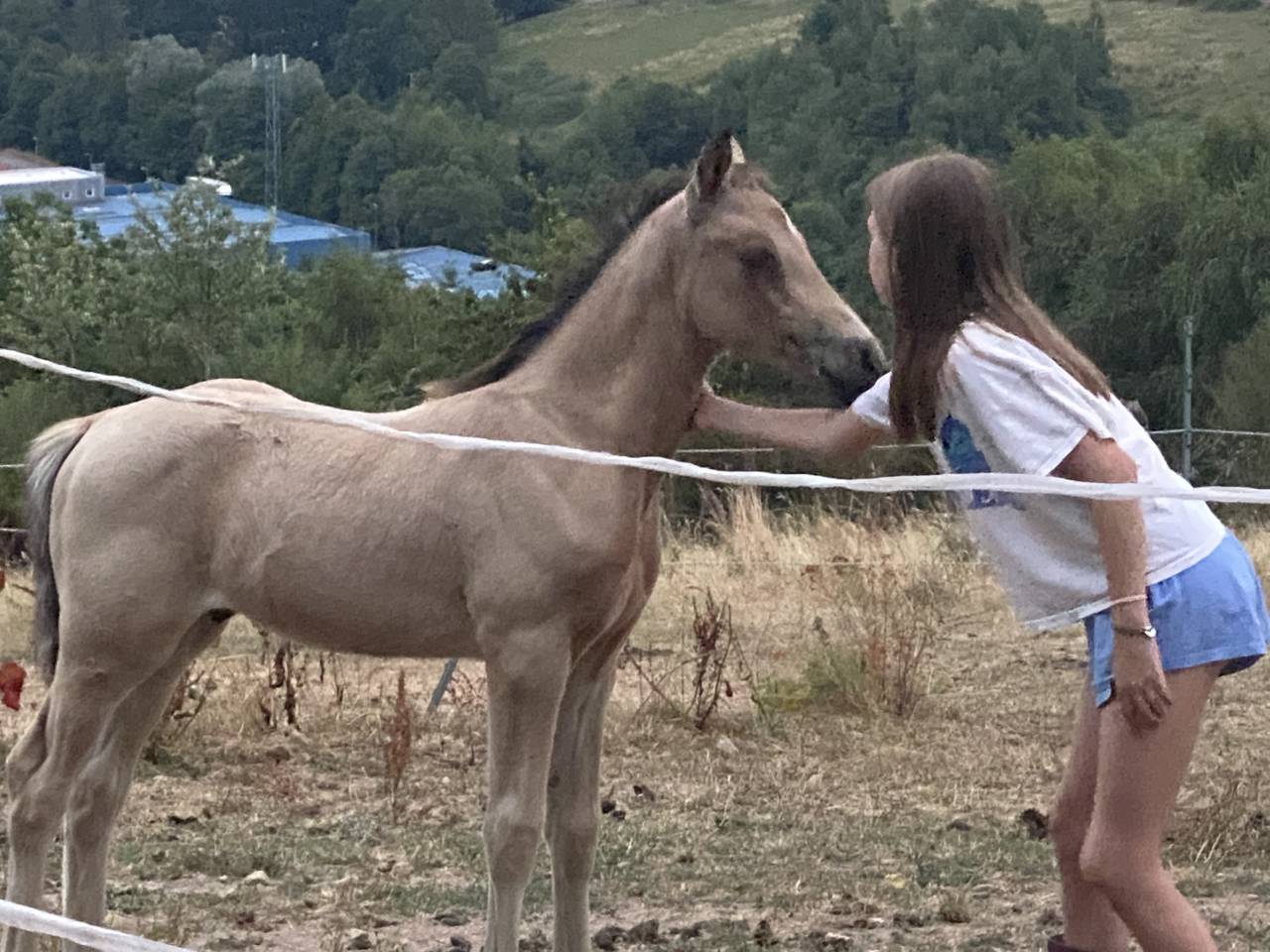 Colt Welsh Part Bred For sale 2025 Buckskin
