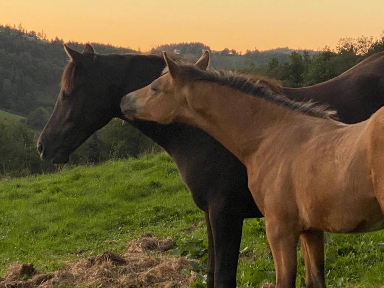 Colt Welsh Part Bred For sale 2025 Buckskin
