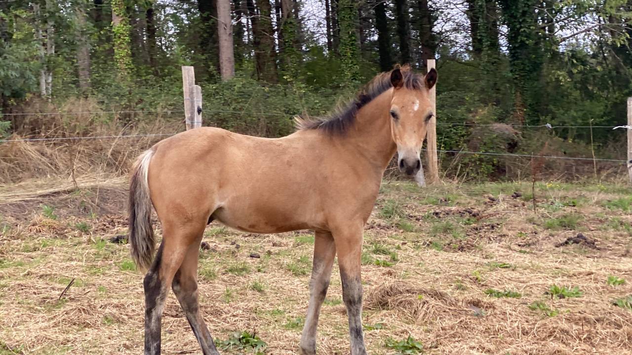 Colt Welsh Part Bred For sale 2025 Buckskin