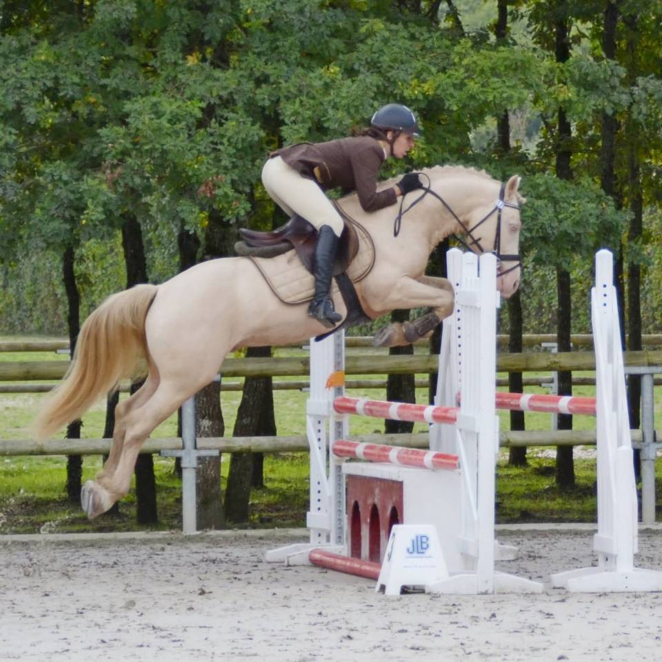 Colt Welsh Part Bred For sale 2025 Buckskin