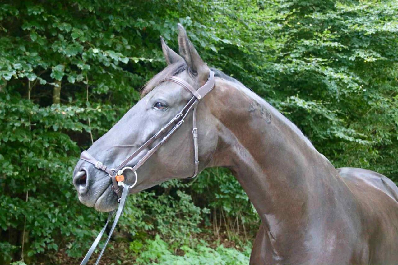 Mare Lusitano For sale 2016 Black
