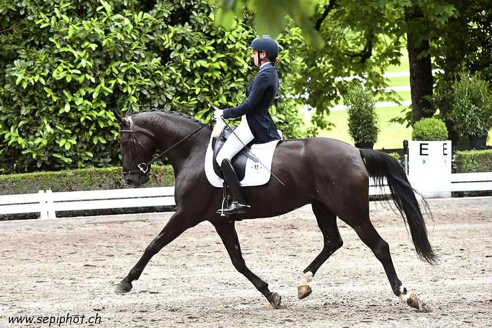 Mare Lusitano For sale 2016 Black