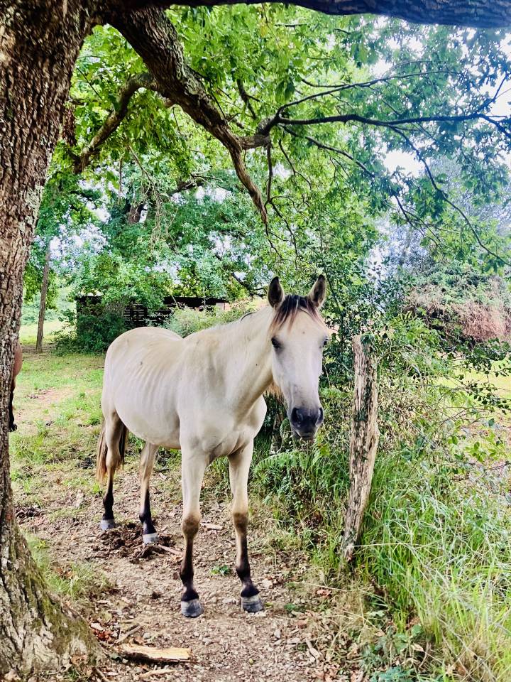 Mare Connemara For sale 2024 Buckskin