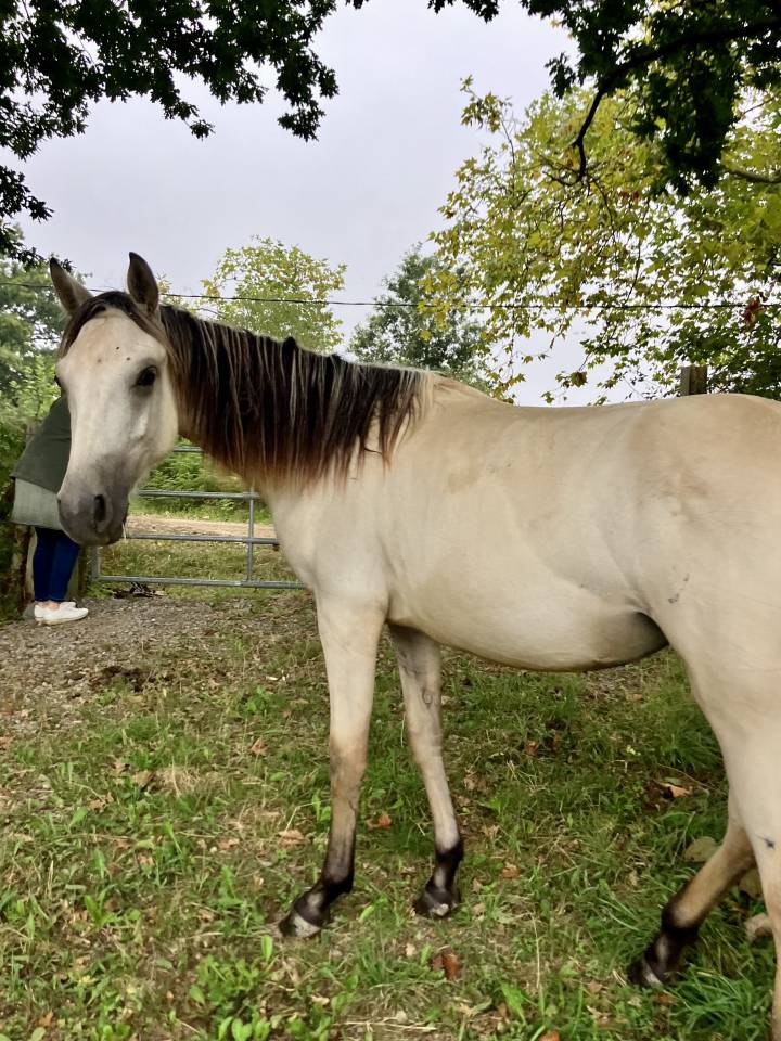 Mare Connemara For sale 2024 Buckskin
