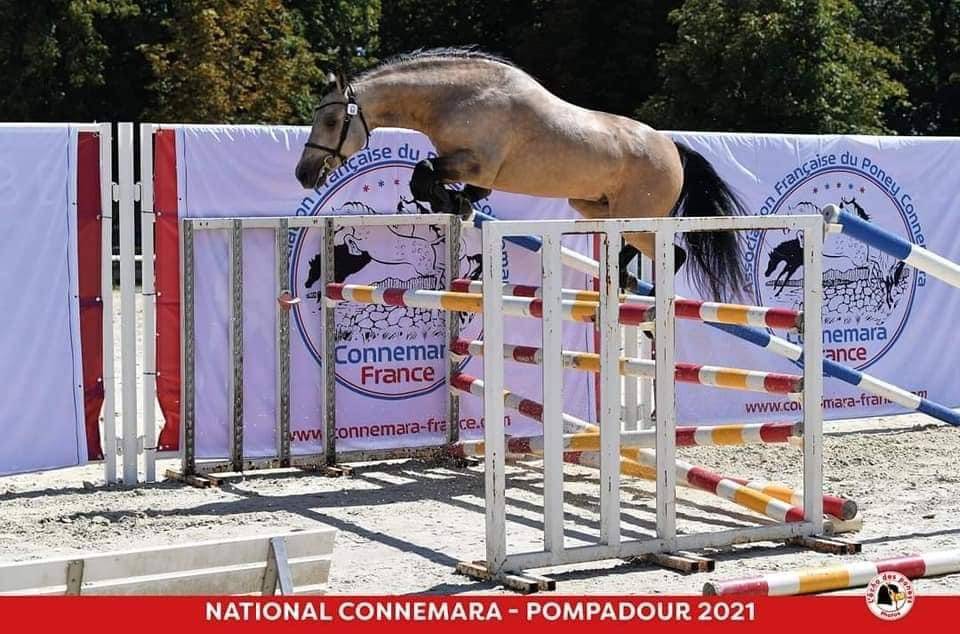 Mare Connemara For sale 2024 Buckskin