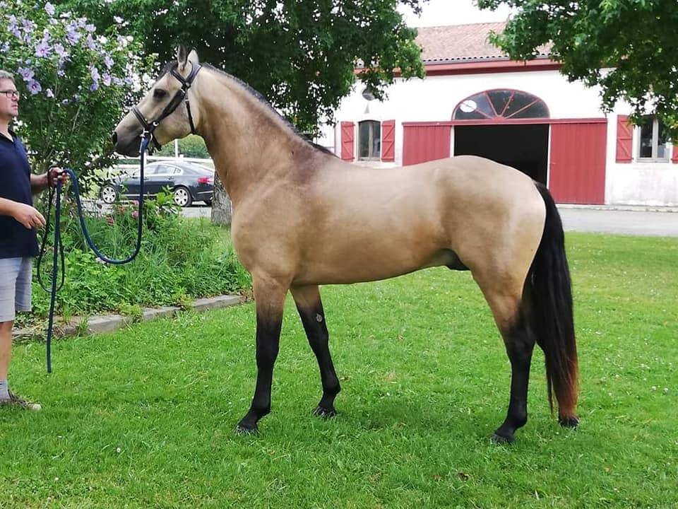 Mare Connemara For sale 2024 Buckskin