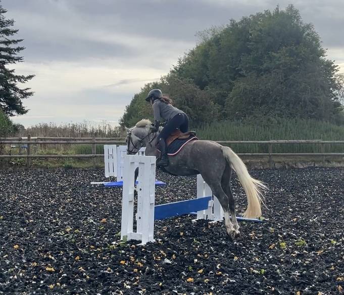 Gelding French Saddle Pony Part-Livery 2021 Grey