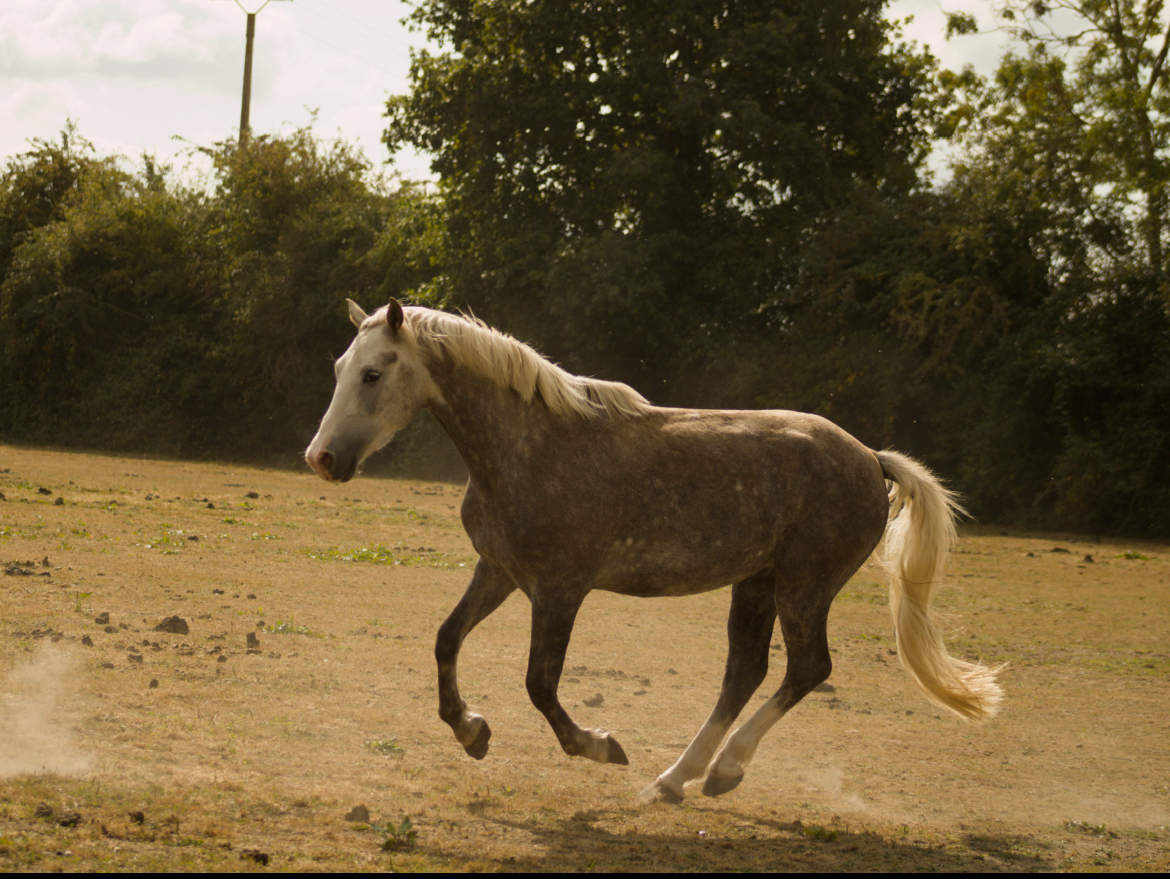 Gelding French Saddle Pony Part-Livery 2021 Grey