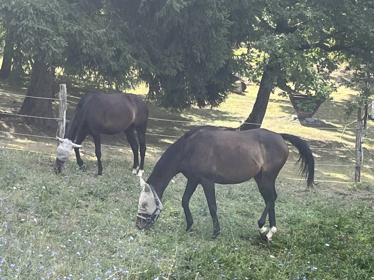 Mare Selle Français For sale 2021 Liver chestnut