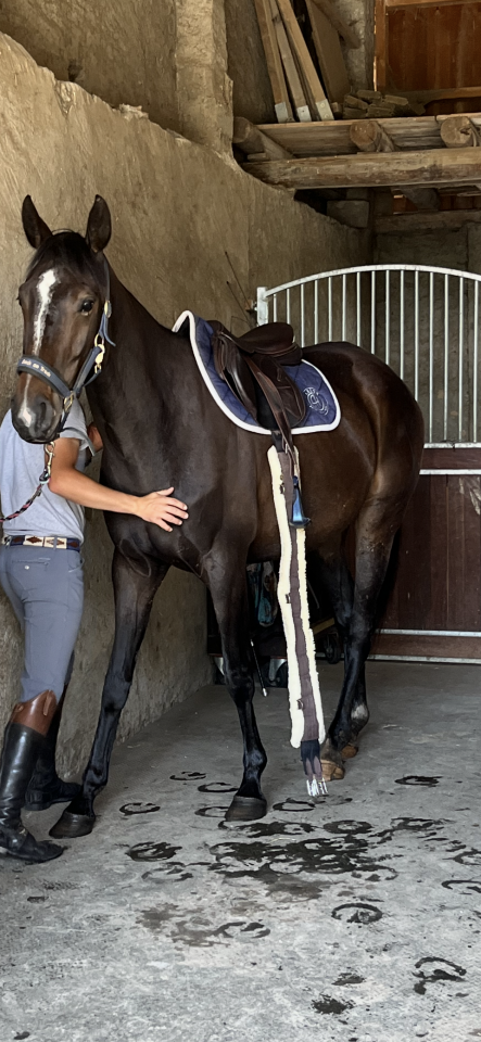 Mare Selle Français For sale 2021 Liver chestnut