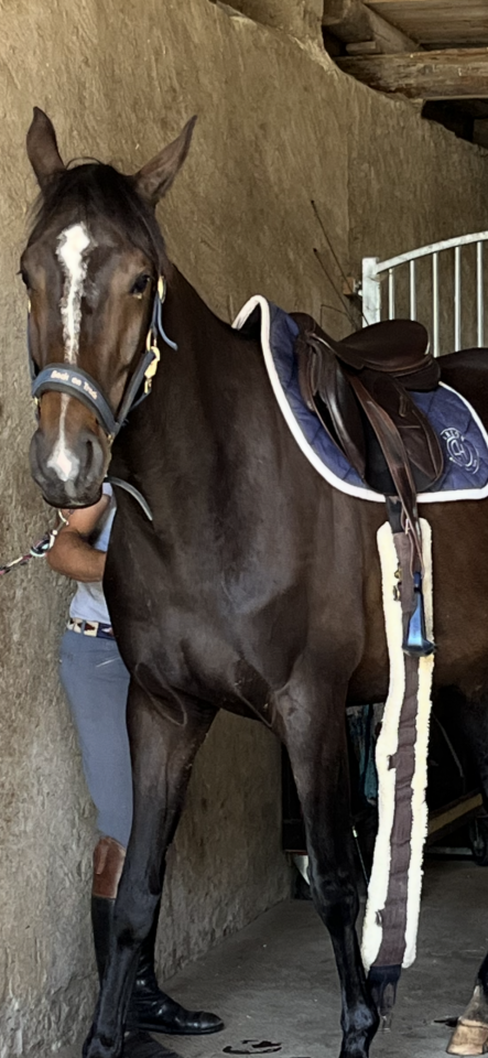 Mare Selle Français For sale 2021 Liver chestnut