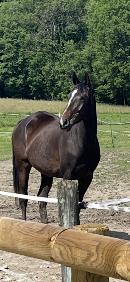 Mare Selle Français For sale 2021 Liver chestnut