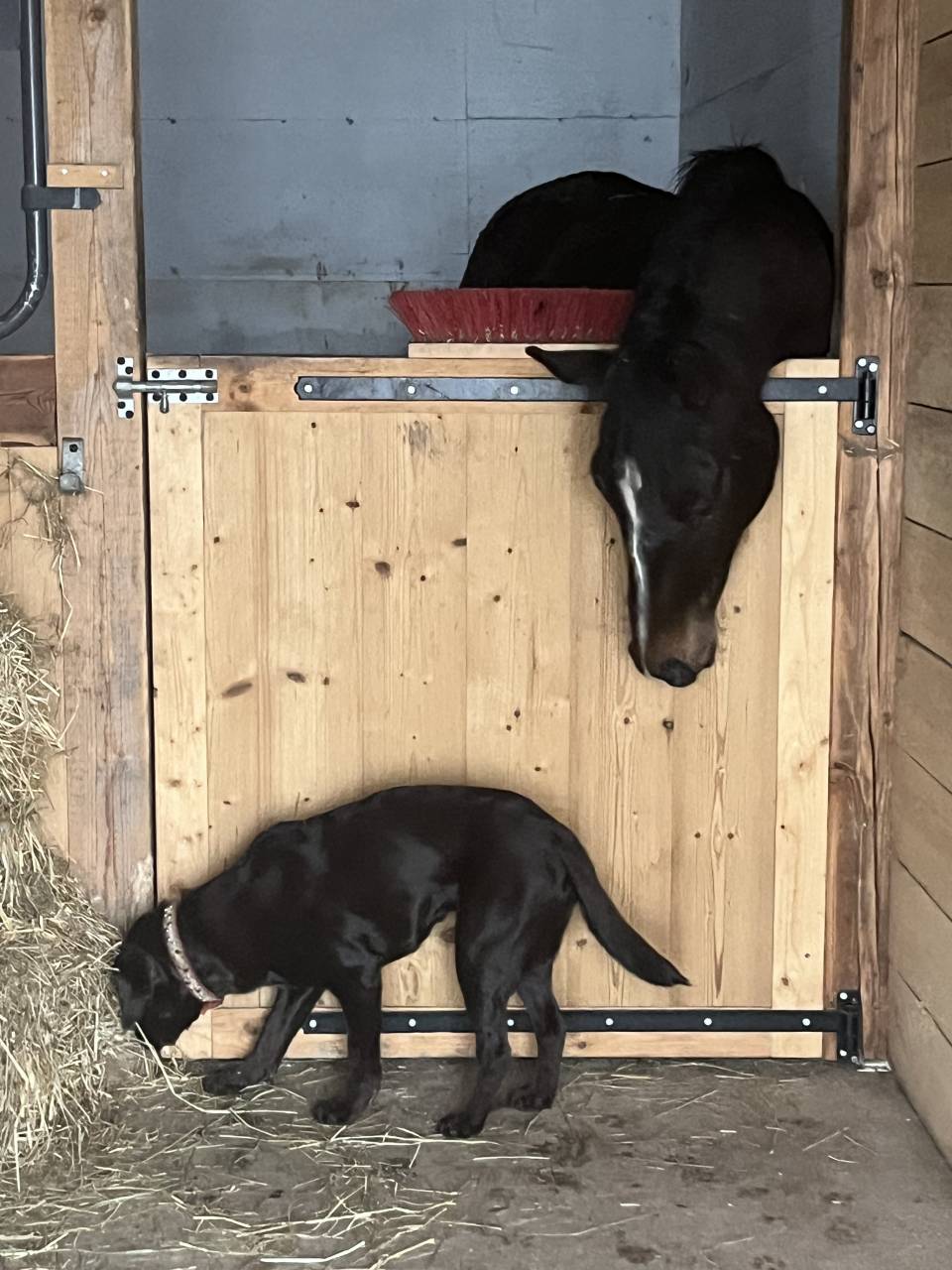 Mare Selle Français For sale 2021 Liver chestnut