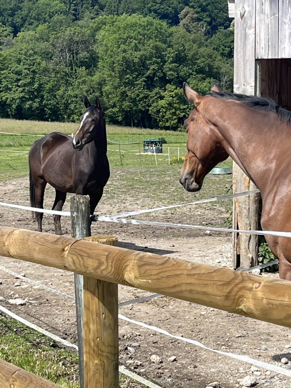 Mare Selle Français For sale 2021 Liver chestnut